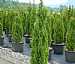 Arborvitae Degroots Spire (Cypress)