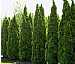 Arborvitae Emerald Green (Cypress)