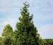 Arborvitae Green Giant (Cypress)