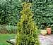 Arborvitae Yellow Ribbon (Cypress)