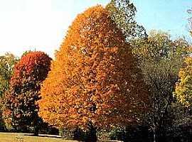 Autumn Flame (Maple)
