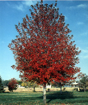 Autumn Blaze (Maple)