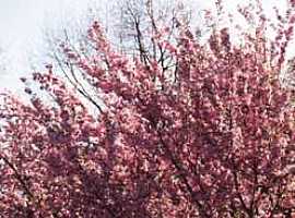 Kwanzan Flowering (Cherry)