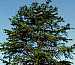 Virginia Pine (Pine)
