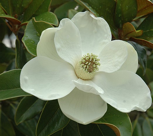 Bracken’s Brown Beauty (Magnolia)